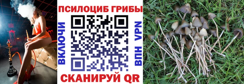 Галлюциногенные грибы Psilocybine cubensis  Менделеевск 
